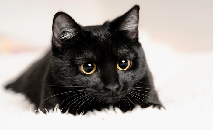 blackcat registration