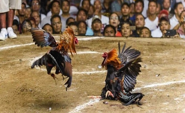 Thomo Cockfighting