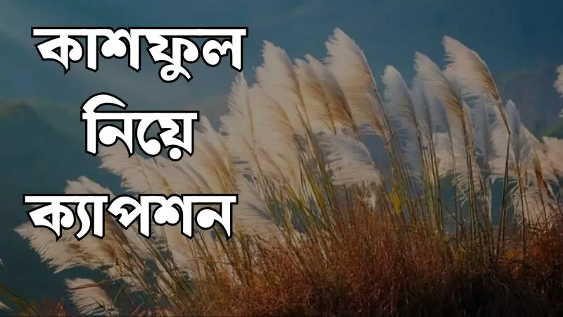 কাশফুল নিয়ে ক্যাপশন