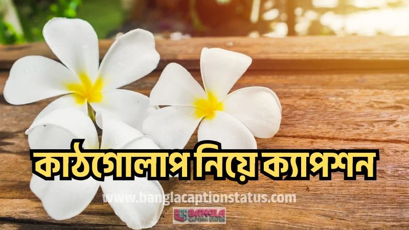 কাঠগোলাপ নিয়ে ক্যাপশন