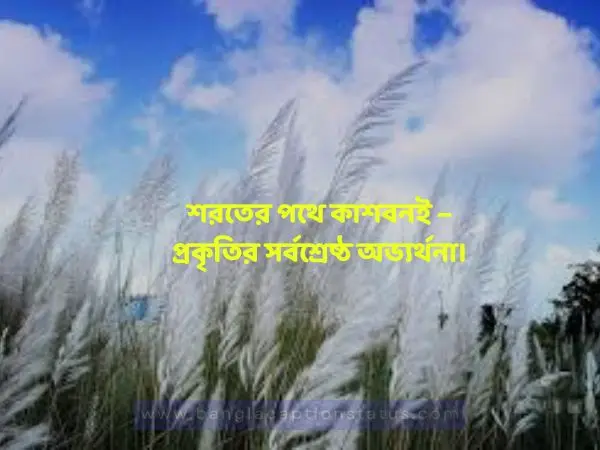 শরতের কাশফুল নিয়ে ক্যাপশন | Viral Kashful Captions