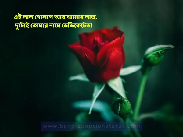 গোলাপ ফুল নিয়ে ক্যাপশন | rose flower caption