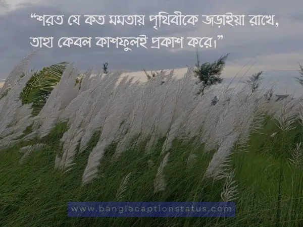 শরতের কাশফুল নিয়ে ক্যাপশন | Viral Kashful Captions