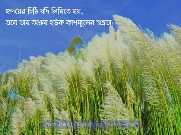 শরতের কাশফুল নিয়ে ক্যাপশন | Viral Kashful Captions