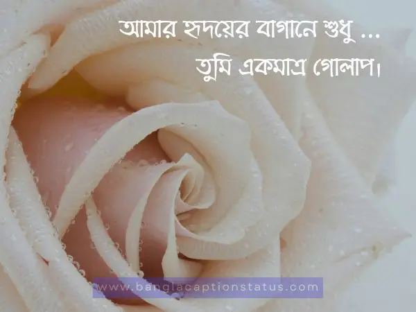গোলাপ ফুল নিয়ে ক্যাপশন | rose flower caption