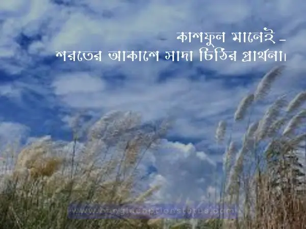 শরতের কাশফুল নিয়ে ক্যাপশন | Viral Kashful Captions