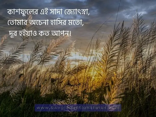 শরতের কাশফুল নিয়ে ক্যাপশন | Viral Kashful Captions