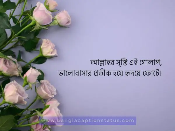 গোলাপ ফুল নিয়ে ক্যাপশন | rose flower caption