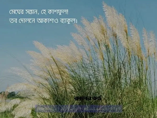 শরতের কাশফুল নিয়ে ক্যাপশন | Viral Kashful Captions