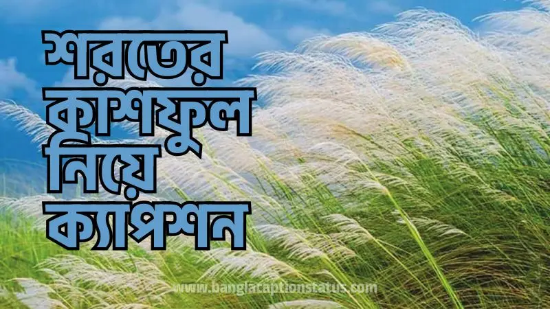 শরতের কাশফুল নিয়ে ক্যাপশন | Viral Kashful Captions